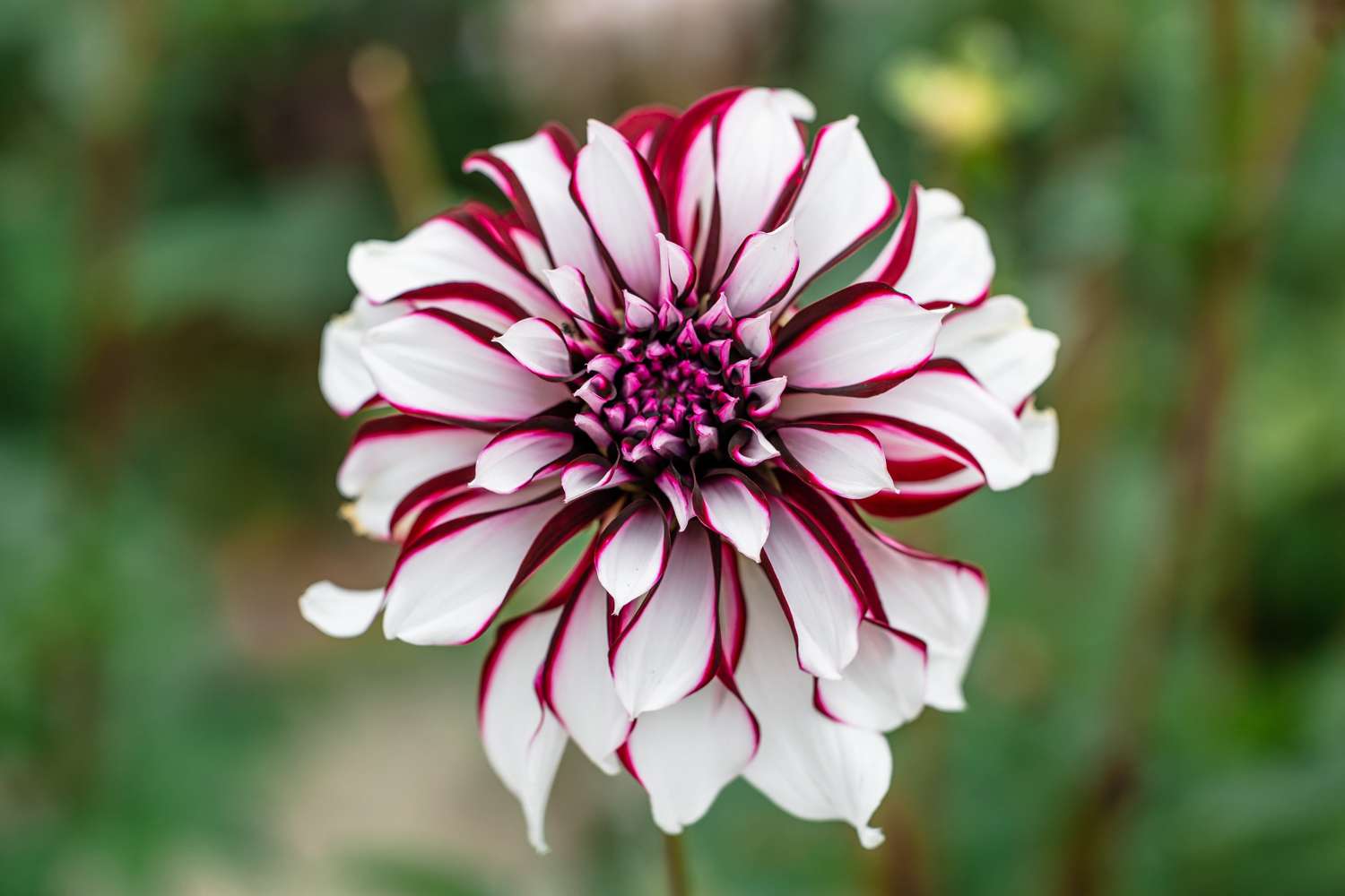 Dahlie 'Tartan'